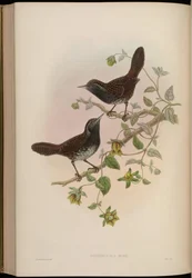 Sphenocichla humii